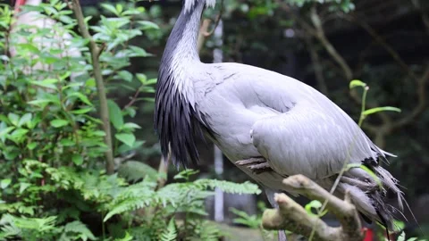 Elegant cranes move quietly through lush, green forest 스톡 동영상 338008645