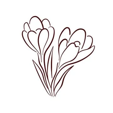 Elegant crocus spring flower in minimal line art style. Perfect for floral Stock Illustration