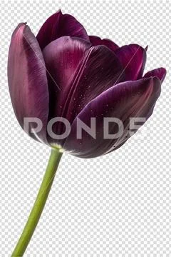 Elegant dark purple tulip in full bloom, single spring flower isolated PSD Template