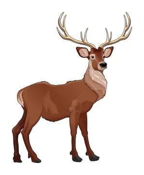 Elegant deer. Stock Illustration