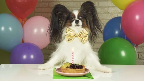 Elegant Dog Papillon sits at a table with a birthday cake with candle stock Stock Footage