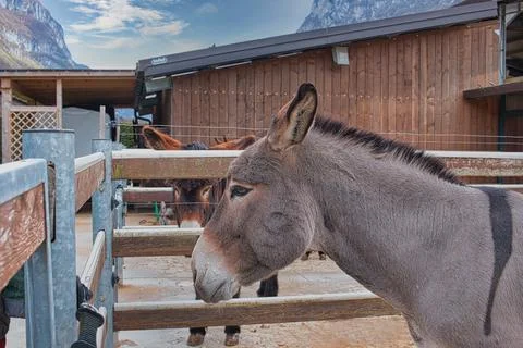 Elegant donkey Stock Photos