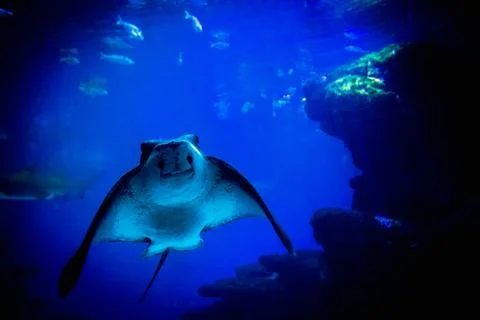 An elegant eagle ray gracefully glides through a spacious aquatic tank Stock Photos