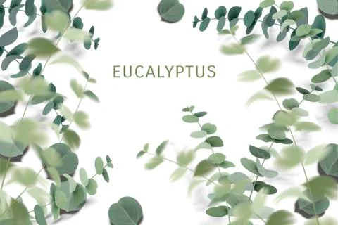 Elegant eucalyptus leaves Stockillustratie