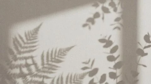 Elegant Fern Shadows on Light Surface. Stock Illustration