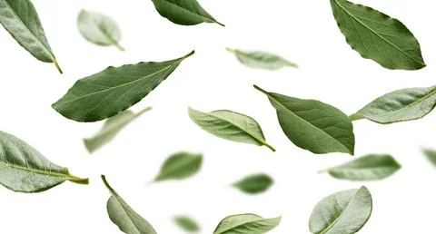 Elegant floating herbs in bright studio setting. Fresh bay leaves delicately Stock Photos