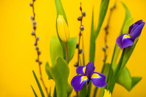 Elegant floral spring, Easter composition of irises, tulips, daffodils and Stock Photos