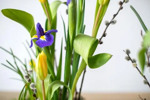 Elegant floral spring, Easter composition of irises, tulips, daffodils and Stock Photos