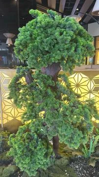 Elegant Green Bonsai Tree Displayed in a Modern Interior Setting. Stock Photos