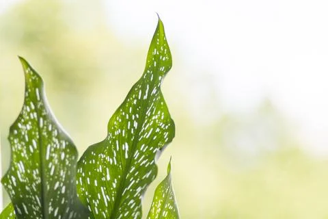 An Elegant Green Leaf with a Unique Patterning set against a Soft, Subtle Stock Photos