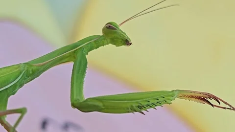 Elegant Green Praying Mantis in Macro Portrait Video stock 344010098