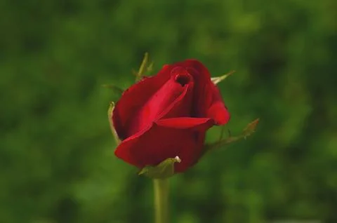Elegant half-opened red rose bud against a green background 스톡 사진