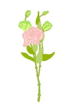 Elegant hand-drawn eustoma flower 2 Stock Illustration