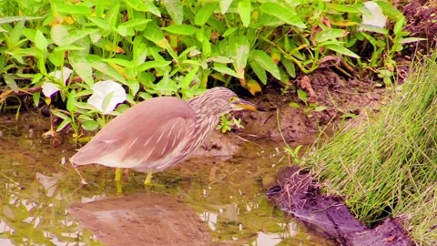 Elegant heron seeks dinner at twilight by a serene pond Stock Footage 323701247