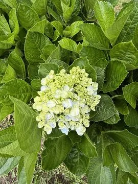 Elegant Hydrangea Flower in Full Bloom Stock Photos