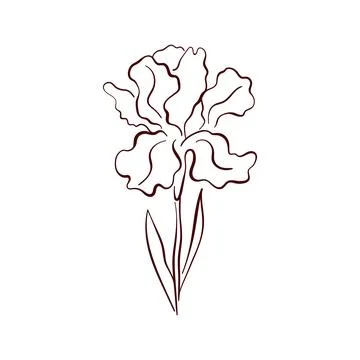 Elegant iris spring flower in line art style, with delicate petals and graceful Stock Illustration