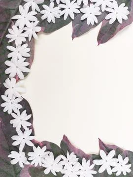 Elegant Jasmine Border Layout with Ample Blank Background. Stock Photos