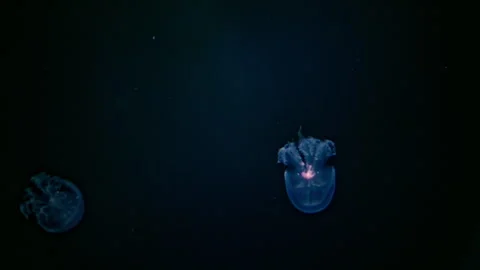Elegant jellyfish floating through illuminated blue water, mesmerizing 4K slow Stock Footage 336334787