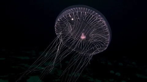 Elegant jellyfish Vídeo Stock 104817364
