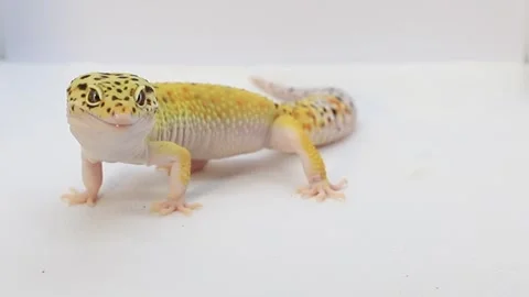 Elegant leopard gecko in close-up, perfect background with space for text Stock Footage 288214992