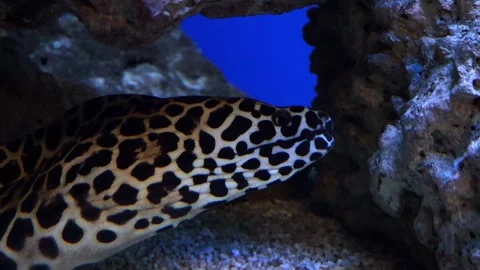Elegant leopard moray eel exploring vibrant underwater caves at sunset Video stock 295300514