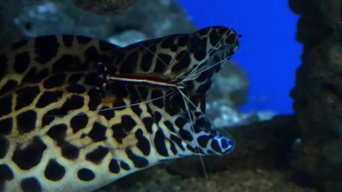 Elegant leopard moray eel exploring vibrant underwater caves at sunset Vídeos de archivo 295302825