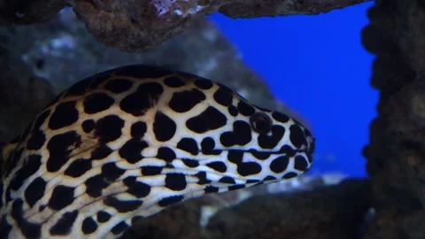 Elegant leopard moray eel exploring vibrant underwater caves at sunset Vídeos de archivo 295302960