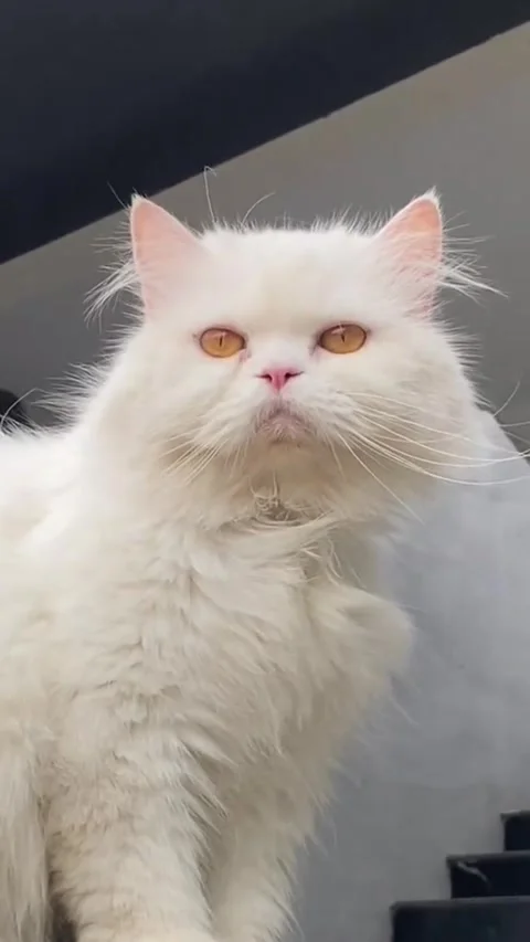 Elegant Long Haired White Cat on Ledge Vídeo Stock 336828675