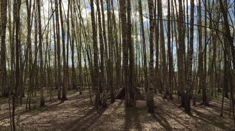 Elegant Lower Third After Effects素材