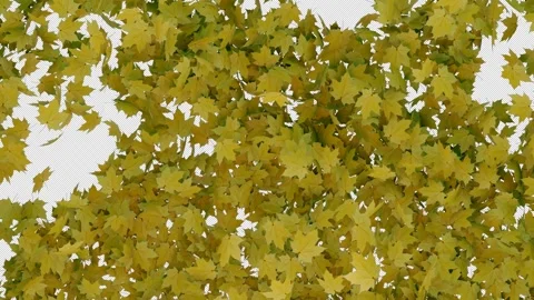 Elegant Maple Leaves Alpha Transition Stock Footage 324446282
