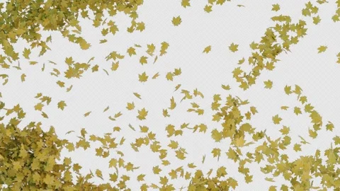 Elegant Maple Leaves Transition Alpha Wipe Stock Footage 317326071