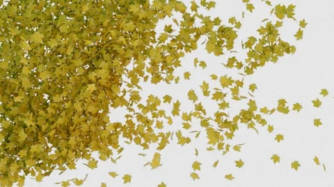 Elegant Maple Leaves Transition Alpha Wipe Stock Footage 319814243