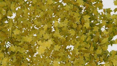 Elegant Maple Leaves Transition Alpha Wipe Stock Footage 321519790
