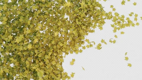 Elegant Maple Transition Alpha Wipe Stock Footage 315210960