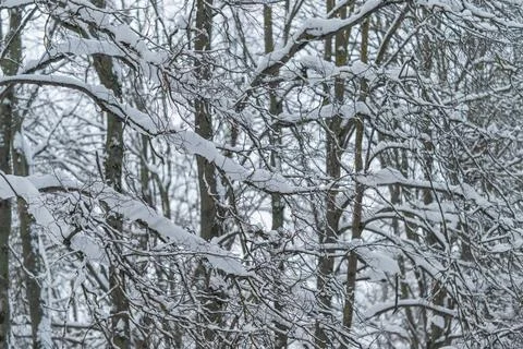 Elegant monochrome pattern featuring winter branches, Minimalist snowinspired pa Stock Photos