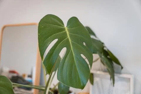 Elegant Monstera Leaf in Focus Stock Photos