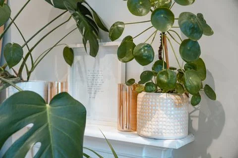 Elegant Monstera Leaf in Focus Stock Photos