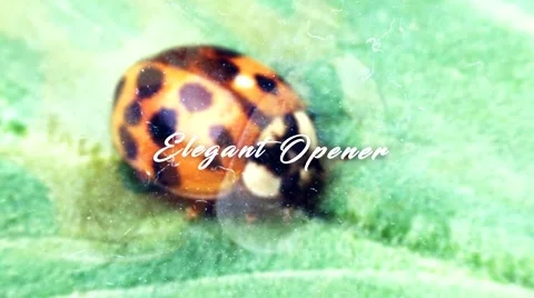 Elegant Opener 库存 After Effects