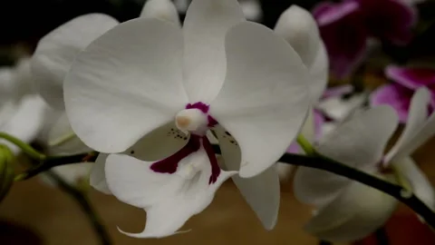 Elegant orchid Video stock 229603511