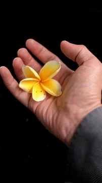 An elegant overhead view capturing a delicate yellow plumeria flower restin.. Stock Photos
