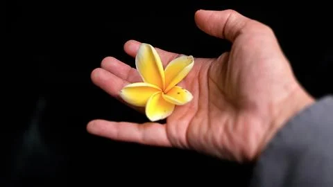 An elegant overhead view capturing a delicate yellow plumeria flower restin.. Stock Photos
