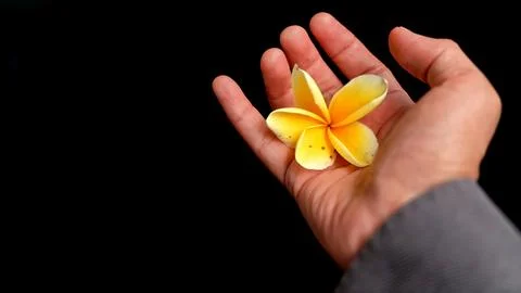 An elegant overhead view capturing a delicate yellow plumeria flower restin.. Stock Photos