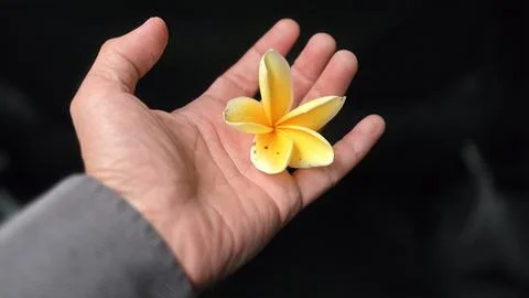 An elegant overhead view capturing a delicate yellow plumeria flower restin.. Stock Photos