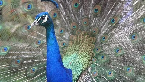 Elegant Peacock Closeup Stock Footage 77765920