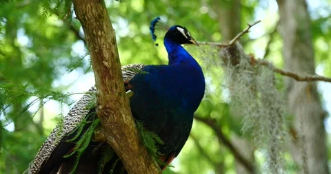 Elegant Peacock in a Tropical Rainforest Video stock 242563644