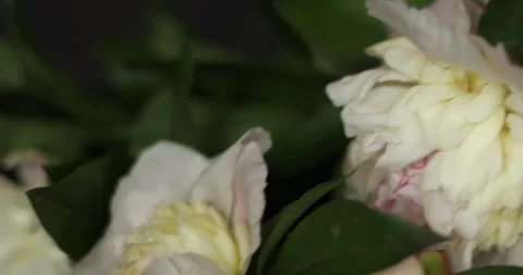 Elegant peonies blossoming in soft light with lush green leaves Stock Footage 339074495