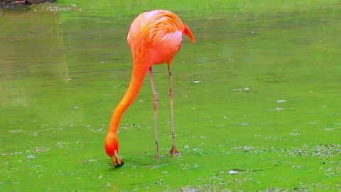 Elegant pink flamingo feeding in stagnant water covered by green algae Stock Footage