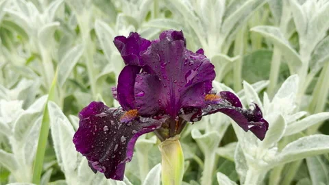 Elegant Purple Bearded Iris Catches Soft Raindrops with a Gentle Patter Stock Footage 335402938