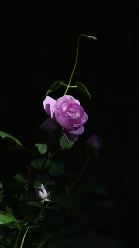 Elegant Purple Rose Blooming in Dramatic Low Key Lighting on Black Background Vidéo 330094722