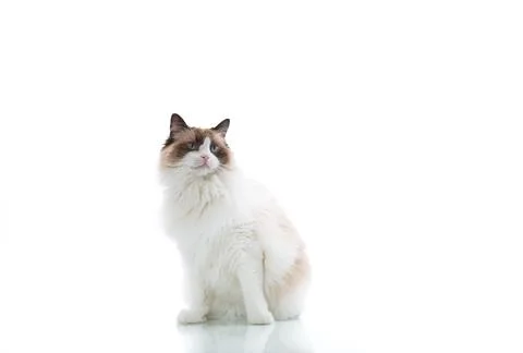 Elegant Ragdoll cat posing on clean white background Stock Photos